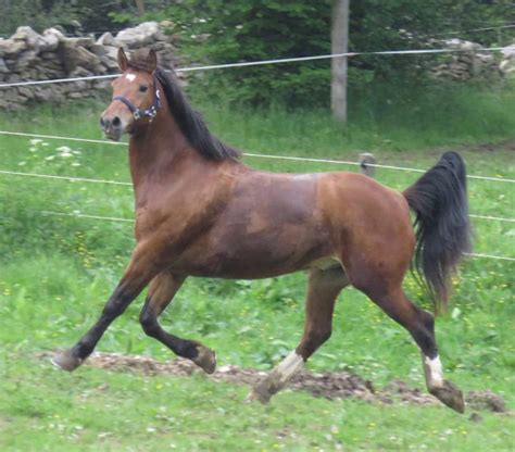 Elevage du Peupé Chevaux Franches Montagnes