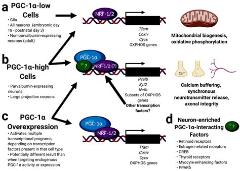 Cells Free Full Text Dysregulation Of Pgc Dependent