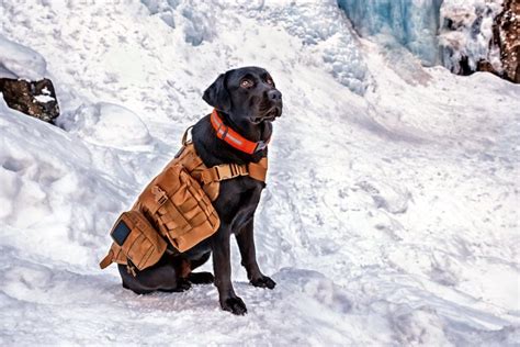 Cani Da Salvataggio Eroi A Quattro Zampe