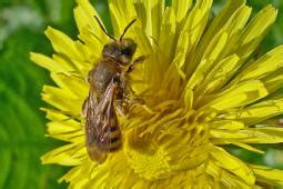 Halictus Seladonia Tumulorum Gew Hnliche Goldfurchenbiene Schmal