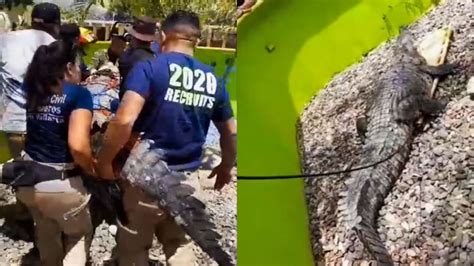 Video Capturan Enorme Cocodrilo De Kilos En Puerto Vallarta Fue