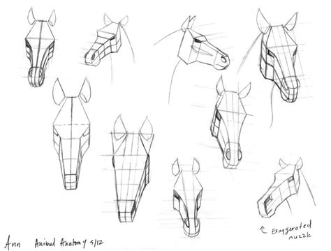 Horse Anatomy Drawing