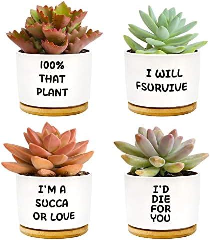 Amazon SEEWEY 12 Pcs Inspirational Succulent Pots Gifts Sometimes