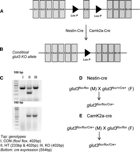 Targeted Conditional Mouse Glut Gene Construct And Genotyping