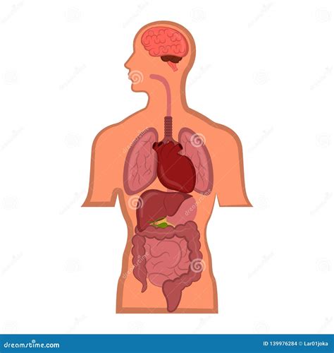 Human Anatomy in a Man Body Stock Vector - Illustration of person ...