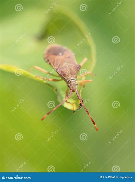 Shield stink bug stock photo. Image of flower, shield - 41419968