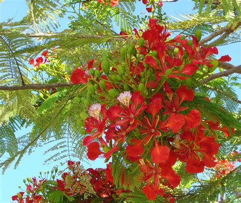 A Royal Poinciana Tree In Full Bloom Smithsonian Photo Contest