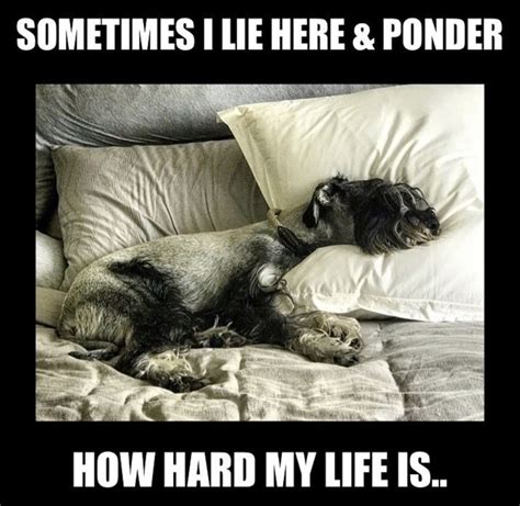 16 Best Schnauzer Memes Of All Time The Paws Schnauzer Print