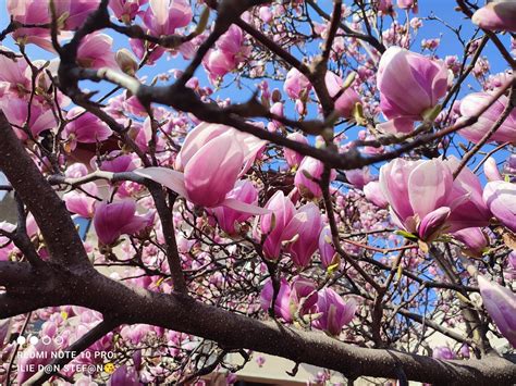 B Foto Parfumul Minunatelor Magnolii Se Simte I Pe Str Maior