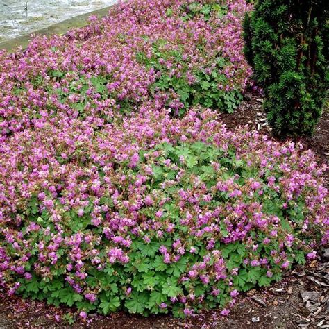 Buy Geranium X Cantabrigiense Cambridge Affordable Gardens4you Ie