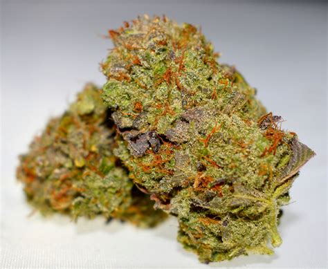 BURGER: Regular Seeds (Gassy & Sassy)