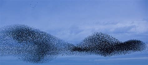 Spreeuwen In Vlucht Winnaar Zelf Geschoten Vroege Vogels Bnnvara