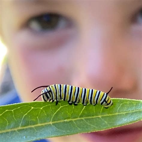 Monarch Waystations Wild About Utah