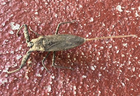 Water Scorpion What S That Bug