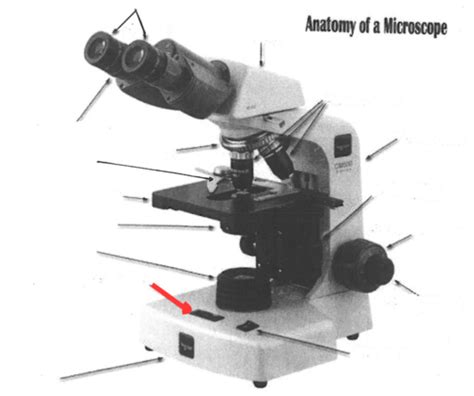 Ubiquity Of Organism And Microscopy Flashcards Quizlet