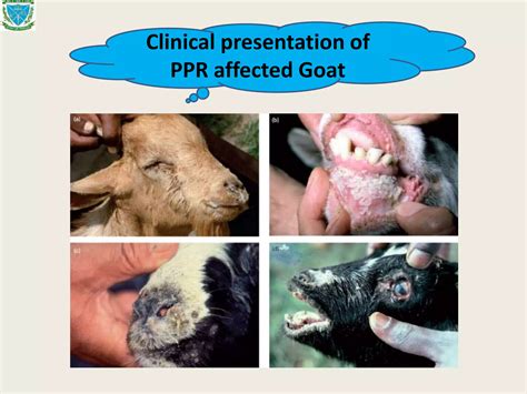 Peste Des Petits Ruminants Ppr In Goat Ppt