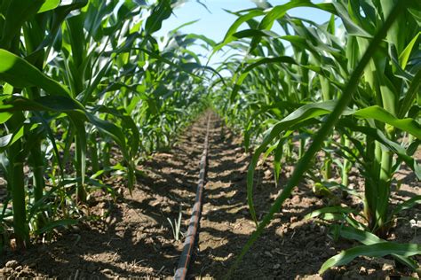 Irrigazione A Goccia Mais Irrigazione Veneta