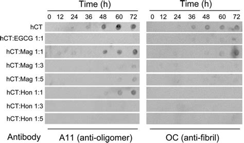 Inhibitory Effects Of Magnolol And Honokiol On Hct Oligomerization And