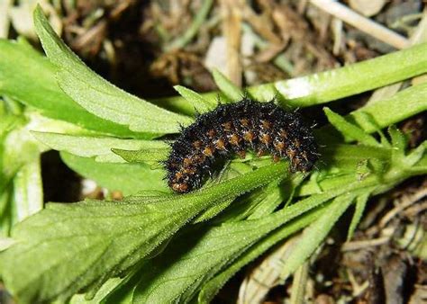 Issoria Lathonia Linnaeus Priamus Documentary