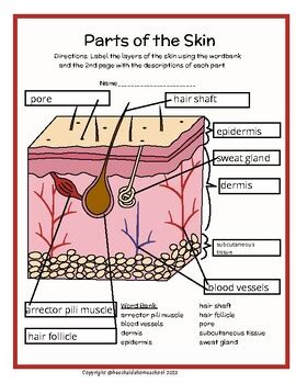 3rd/4th/5th/6th+ Skin Layers Parts Labeling & Diagram - Color or Black ...