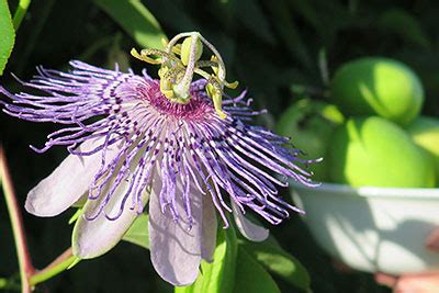 How to Grow, Harvest, Eat & Control: Maypop (Cold-Hardy Passionfruit ...