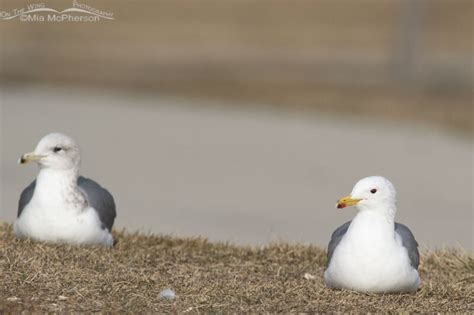 California Gull Going Into Breeding Plumage On The Wing Photography