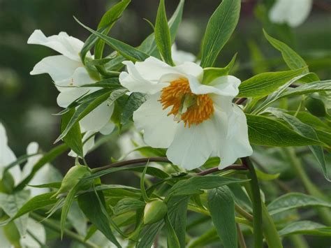 Paeonia 'Early Windflower' — Binny Plants | Plants, Peony care, Peonies