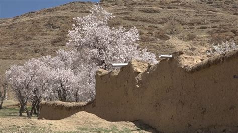 طبیعت بهاری کوچه باغ‌های قدیمی روستای حصور خبرگزاری صدا و سیما