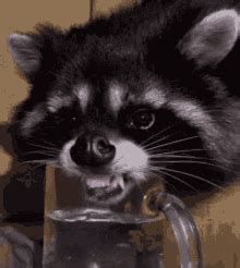 Crazy Raccoon GIFs | Tenor