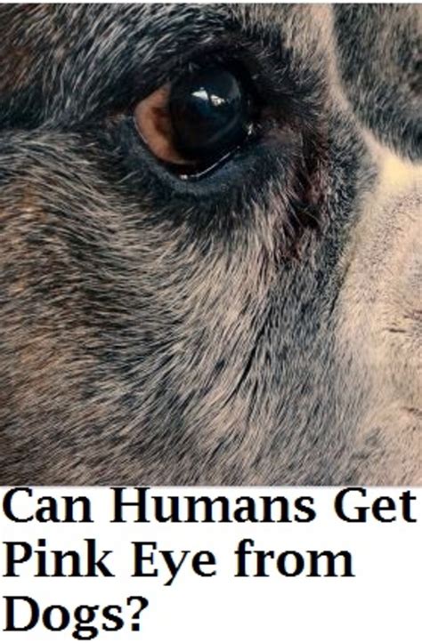 Can a Dog's Pink Eye be Contagious to Humans? - Dogs Health Problems