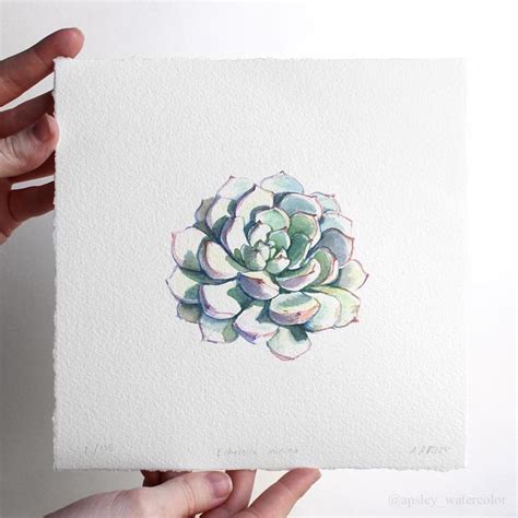 Aaron Apsley Ink Illustrations Succulents Illustration Botanical