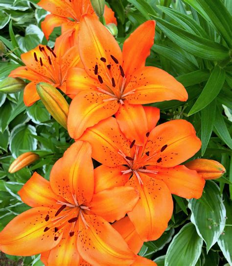 Orange Lilies - Travelers Rest Here