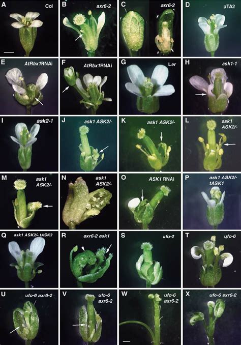 Arabidopsis Flower