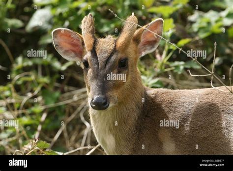 A Wild Buck Muntjac Deer Muntiacus Reevesi Feeding At The Edge Of A