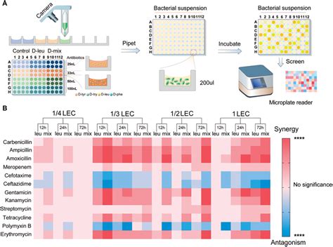 In Vitro Antimicrobial Activity Screening A Schematic Diagram Showing