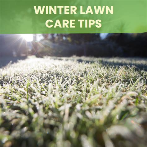 Winter Lawn Care Tips For A Healthy Yard The Ultimate Guide