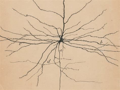 Santiago Ramón y Cajal s Artistic Skill Revealed The Hidden Brain