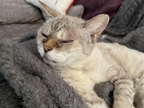 Worlds Grumpiest Cat Award Goes To Mitzi 17 Rseniorkitties