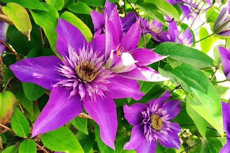 Clematis Growing Guides Tips And Information Gardener S Path