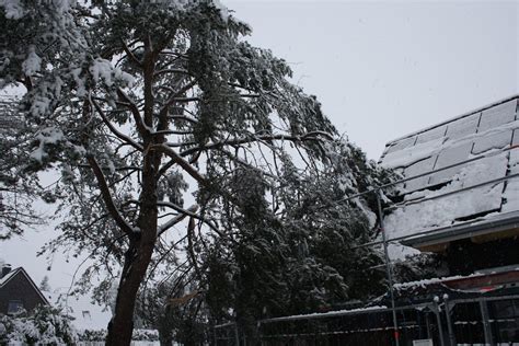 Baum Droht Auf Haus Mit Photovoltaikanlage Zu St Rzen Freiwillige