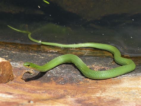 File:Smooth Green Snake.jpg - Wikimedia Commons