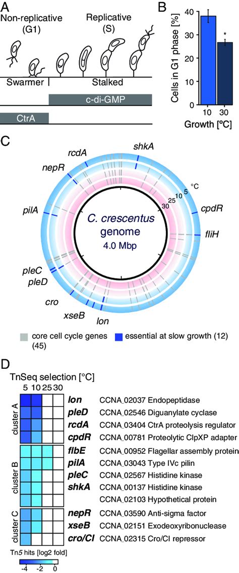 TnSeq Identifies Conditionally Essential Genes Required During Reduced