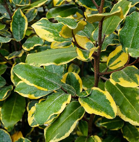 Elaeagnus X Ebbingei Viveleg Acheter Des Plantes En Ligne