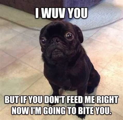 Black Pug Memes