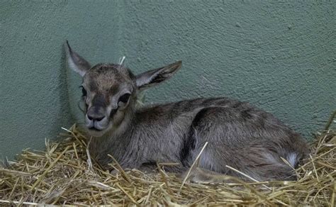 Nace En Bioparc Valencia Una Nueva Gacela De Thomson Incluida En La