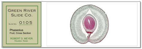 Microscope Slide Art - Meyer Instruments