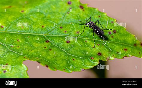 Aedes Aegypti Mosquito Pernilongo With White Spots And Green Leaf Stock