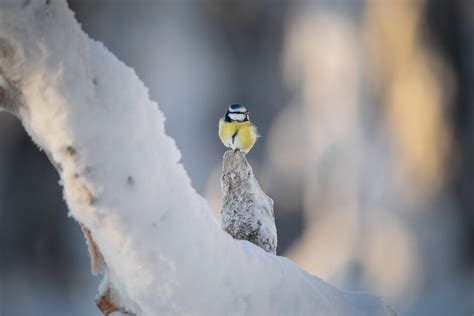 Wildlife in Finland :: Behance