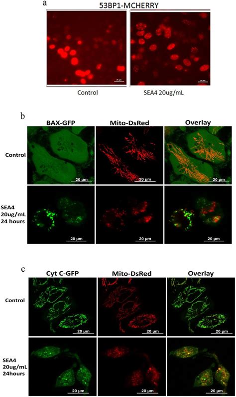 Confocal Imaging Of Apoptosis Related Proteins In Response Tosea A