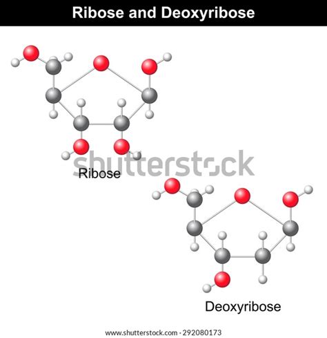 Ribose Deoxyribose Molecular Structures Dna Rna Stock Vector (Royalty Free) 292080173